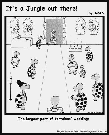 Tortoises' wedding