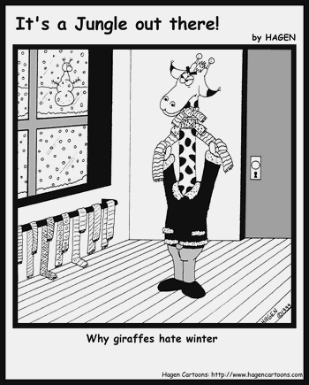 Giraffe, winter