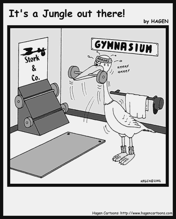 Stork, Gym