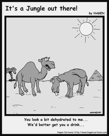 Cartoon, Camel, Dromedary